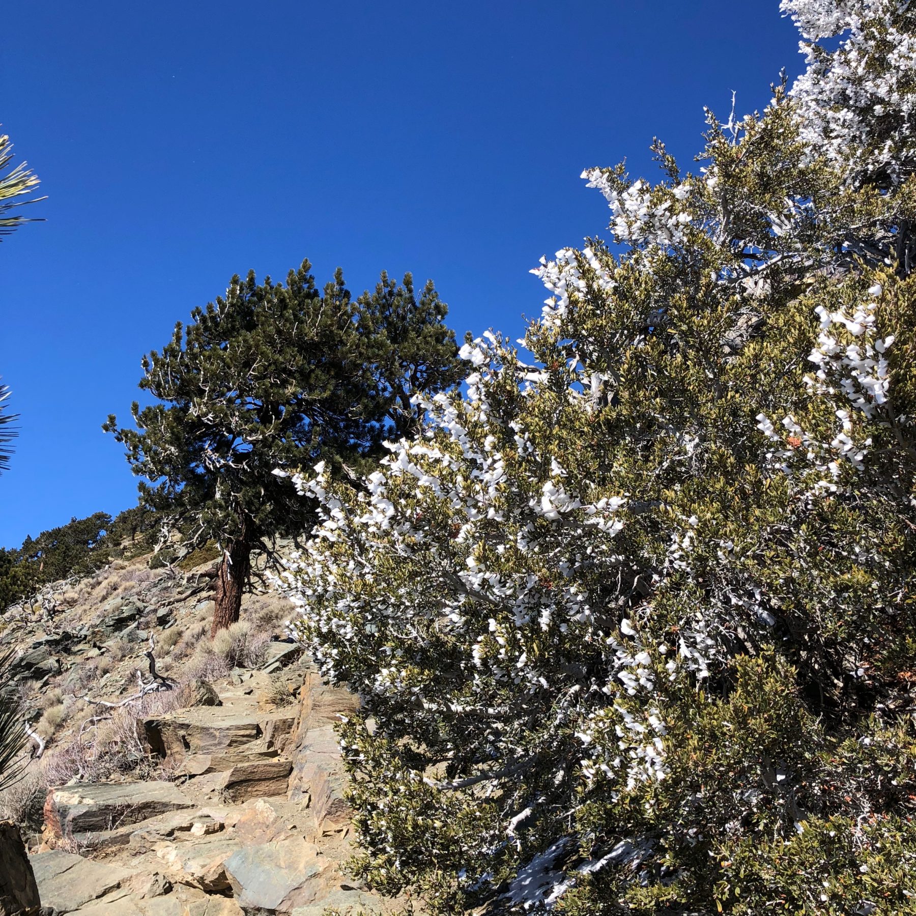 Malibu / Mt. Baldy - We love the perspective of the blue sky, rocky terrain and the snow-covered shrub. We love hiking in California! Malibu / Mt. Baldy - We love the perspective of the blue sky, rocky terrain and the snow-covered shrub. We love hiking in California!