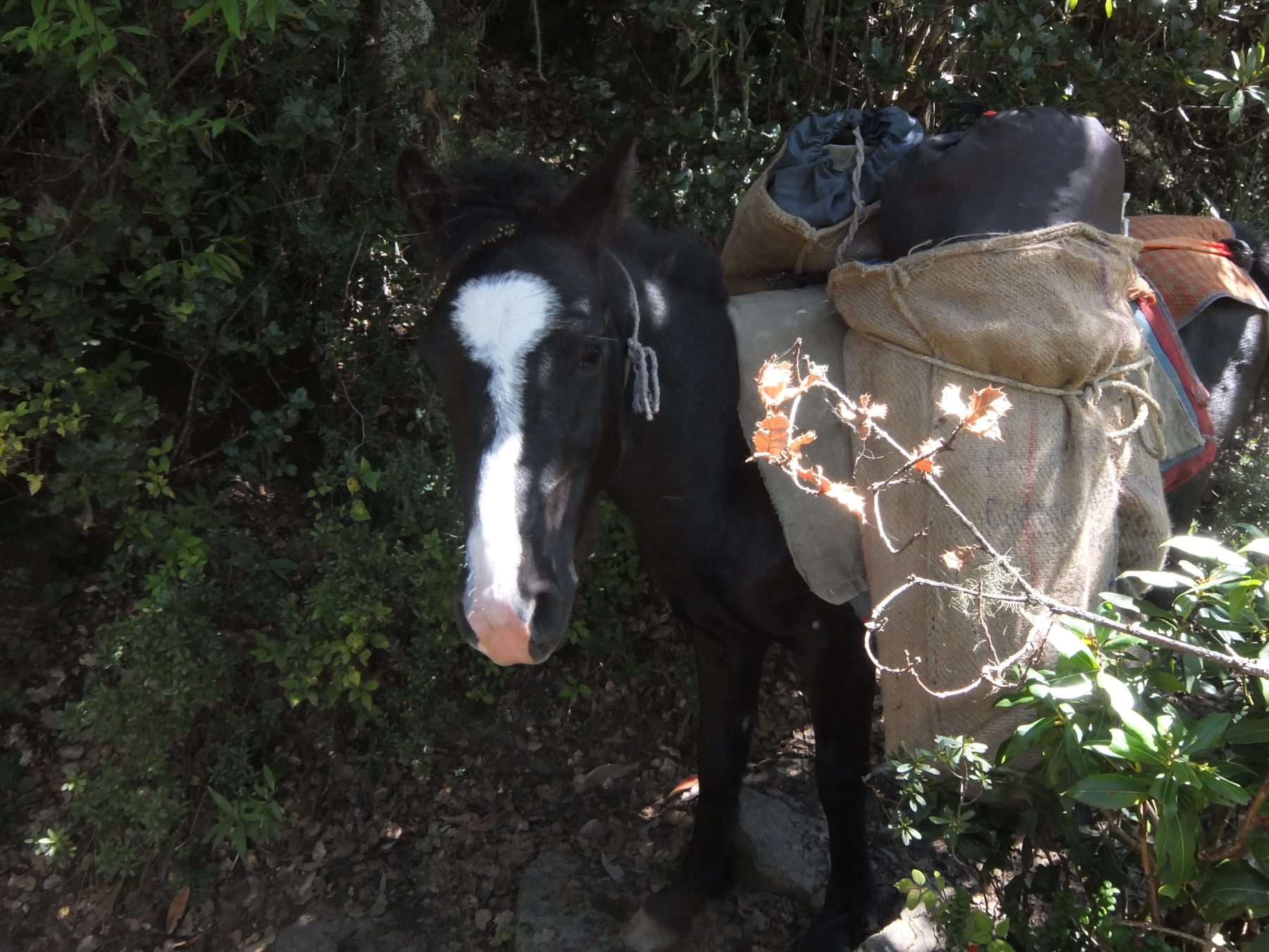 Bhutan Dagala Trek - The horses carrying our camp gear quickly passed us. Hope there’s an extra carrot in those sacks for this cutie. Bhutan Dagala Trek - The horses carrying our camp gear quickly passed us. Hope there’s an extra carrot in those sacks for this cutie.