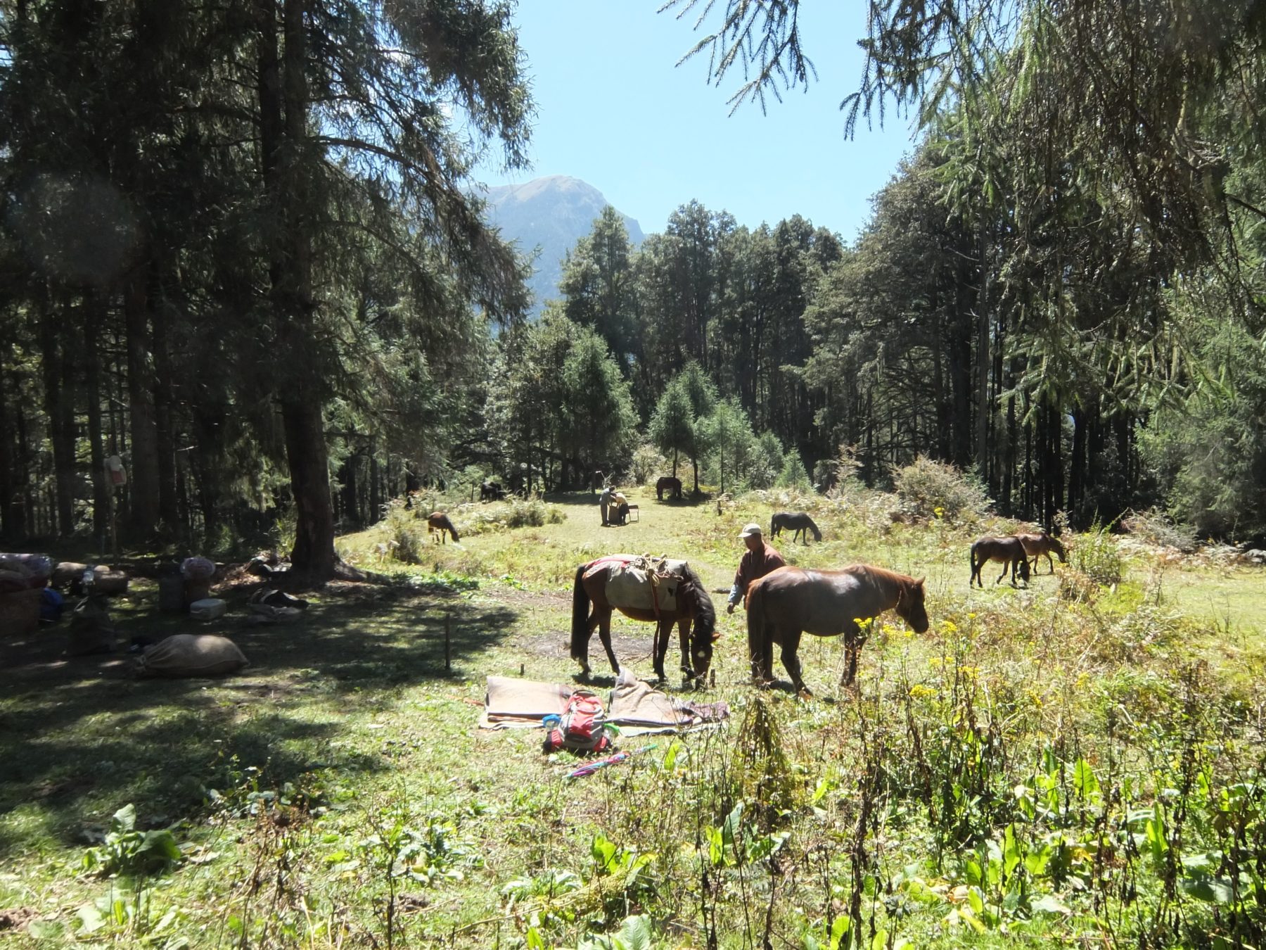 Bhutan Dagala Trek - The horses and horseman have already unloaded the gear at our campsite near Gur at 10,794 feet. The horses are taking the rest of the day off. Some of them are allowed to roam freely, and are rustled back up in the morning. Bhutan Dagala Trek - The horses and horseman have already unloaded the gear at our campsite near Gur at 10,794 feet. The horses are taking the rest of the day off. Some of them are allowed to roam freely, and are rustled back up in the morning.