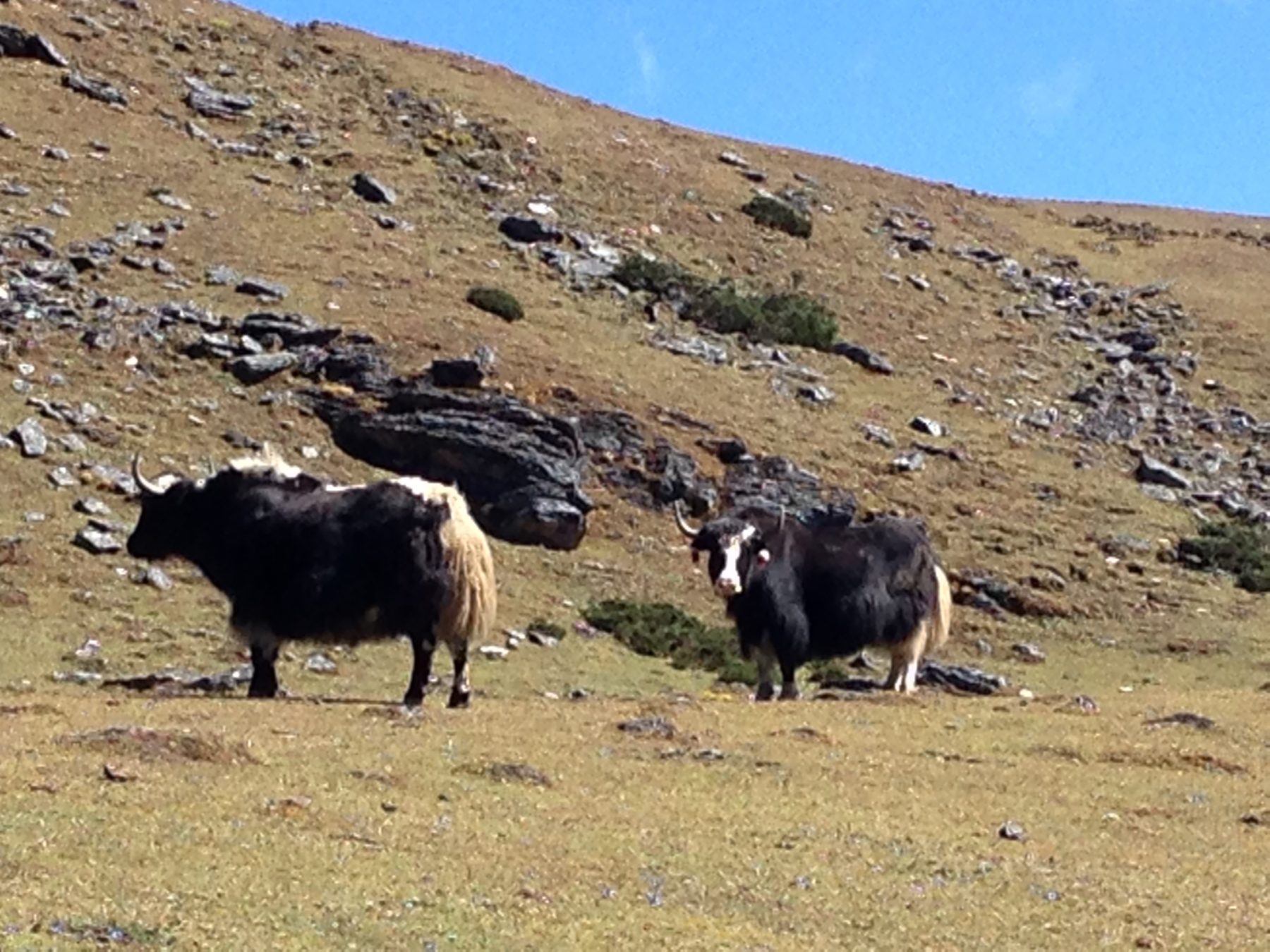 Bhutan Dagala Trek - Yaks are mammals and have udders just like their cow cousins, but yaks do not moo, they grunt. Bhutan Dagala Trek - Yaks are mammals and have udders just like their cow cousins, but yaks do not moo, they grunt.