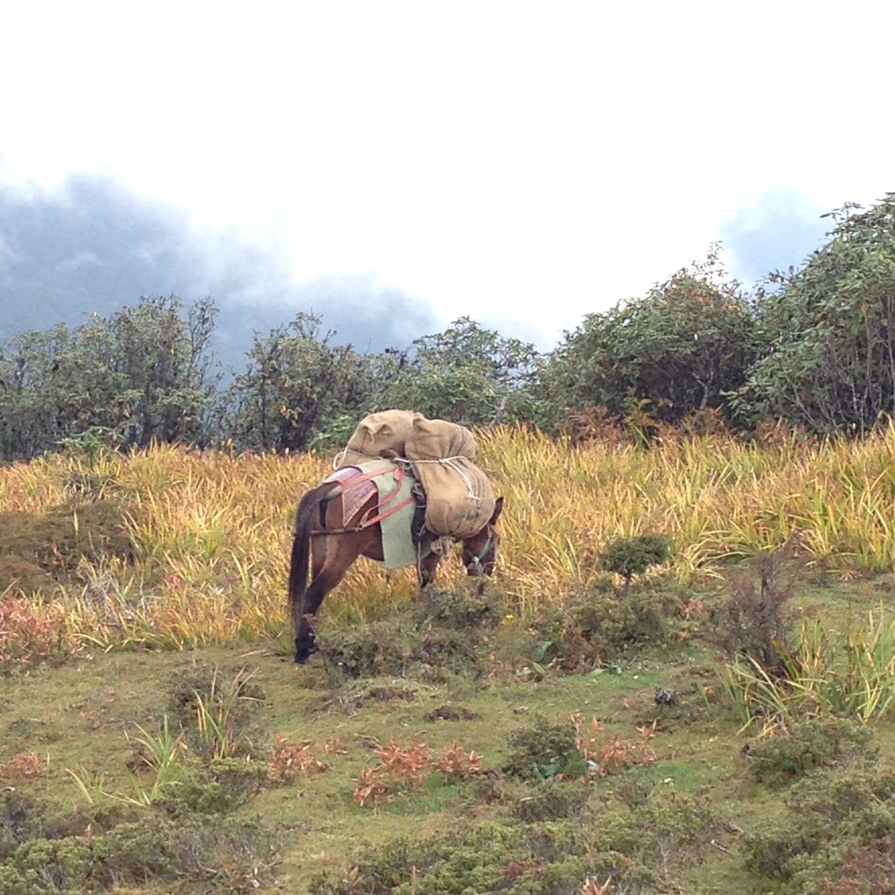 Bhutan Dagala Trek - A nice break and some grass for our reliable pack horses. Bhutan Dagala Trek - A nice break and some grass for our reliable pack horses.