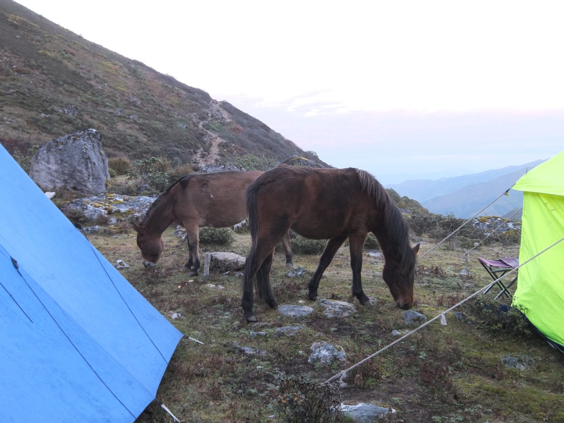 Bhutan Dagala Trek - Sometimes the horses would rather hang with us at the campsite than roam free. Bhutan Dagala Trek - Sometimes the horses would rather hang with us at the campsite than roam free.