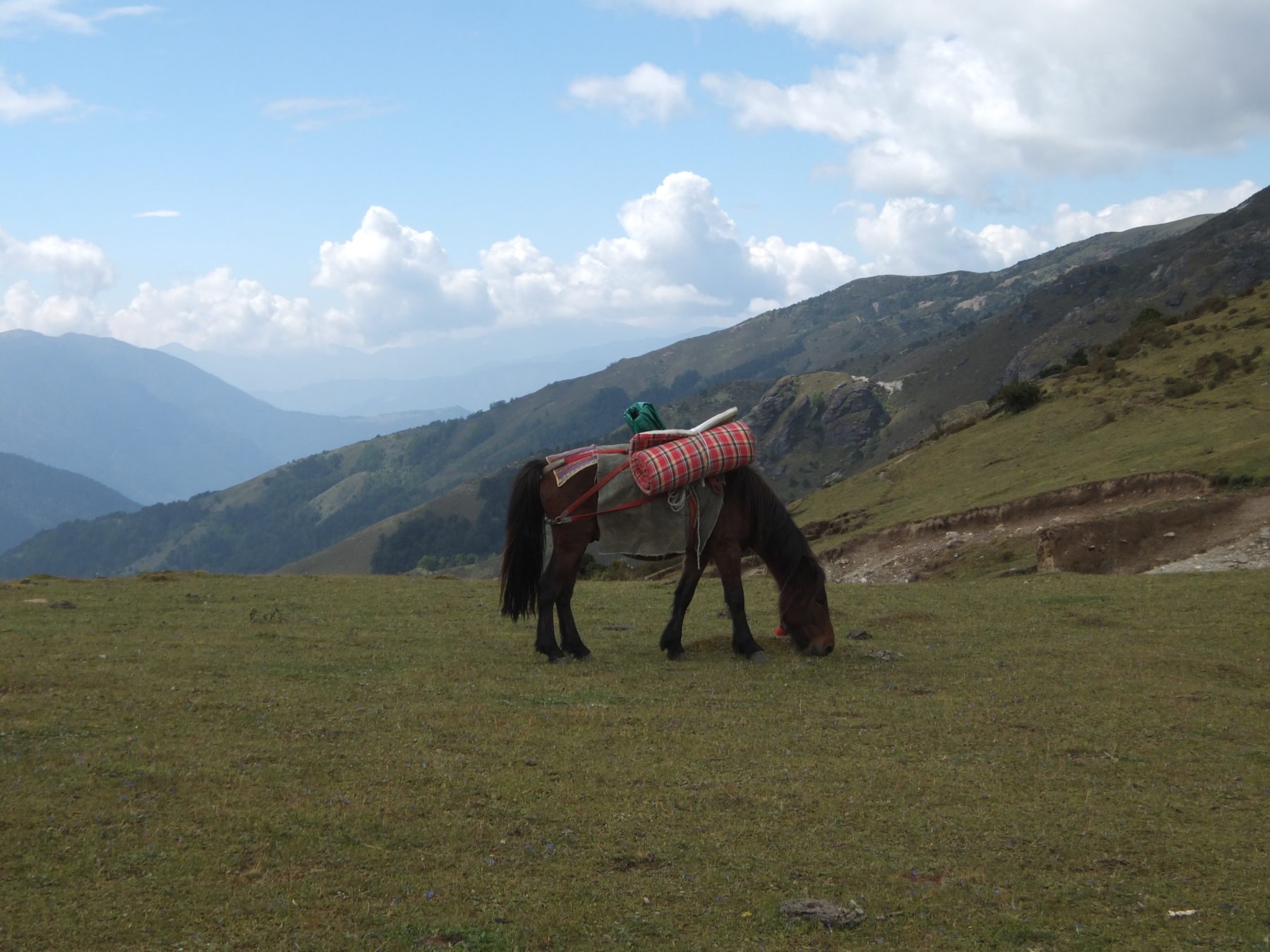 Bhutan Dagala Trek - A horse gets to munch on some grass during a quick break before our final descent. Their loads are much lighter now that we’ve eaten all of the food and used up all the cooking fuel. Bhutan Dagala Trek - A horse gets to munch on some grass during a quick break before our final descent. Their loads are much lighter now that we’ve eaten all of the food and used up all the cooking fuel.