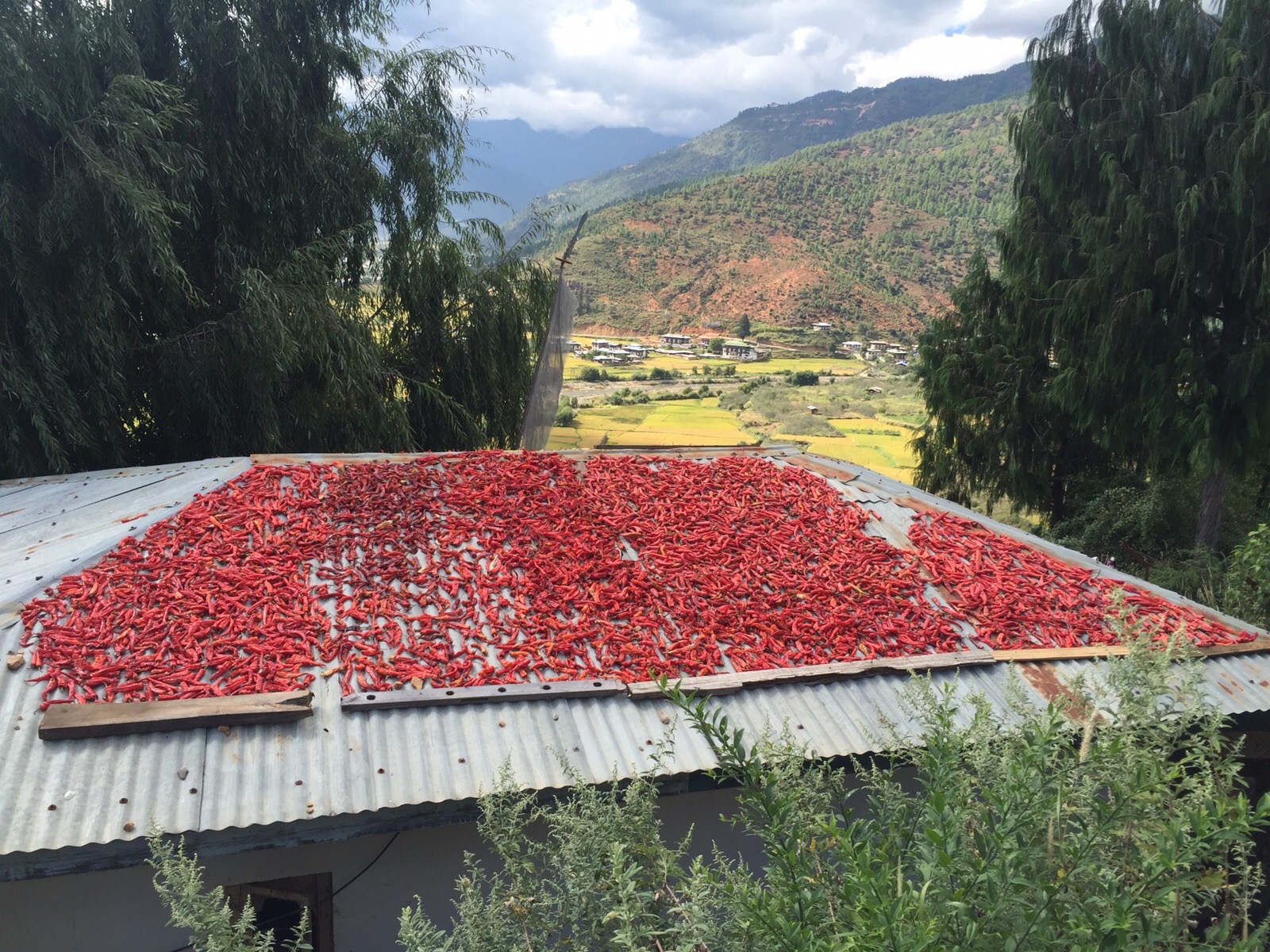 Bhutan Dagala Trek - Chillies are a staple of the Bhutanese diet. Almost every other rooftop in Bhutan had chllies left out to dry in the sun. We couldn’t wait to try the cuisine! Bhutan Dagala Trek - Chillies are a staple of the Bhutanese diet. Almost every other rooftop in Bhutan had chllies left out to dry in the sun. We couldn’t wait to try the cuisine!