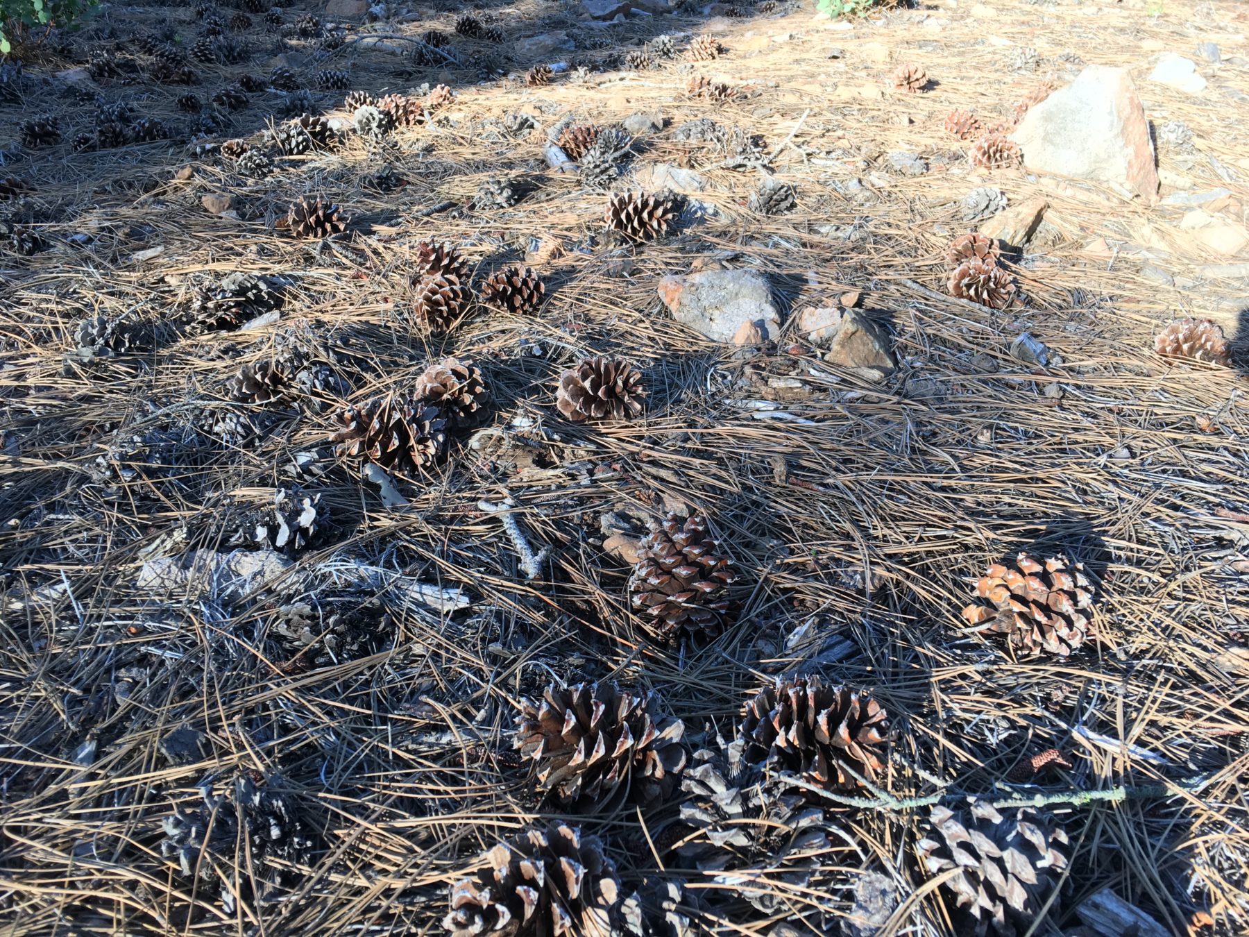 Desolation Wilderness California - Desolation Wilderness California -