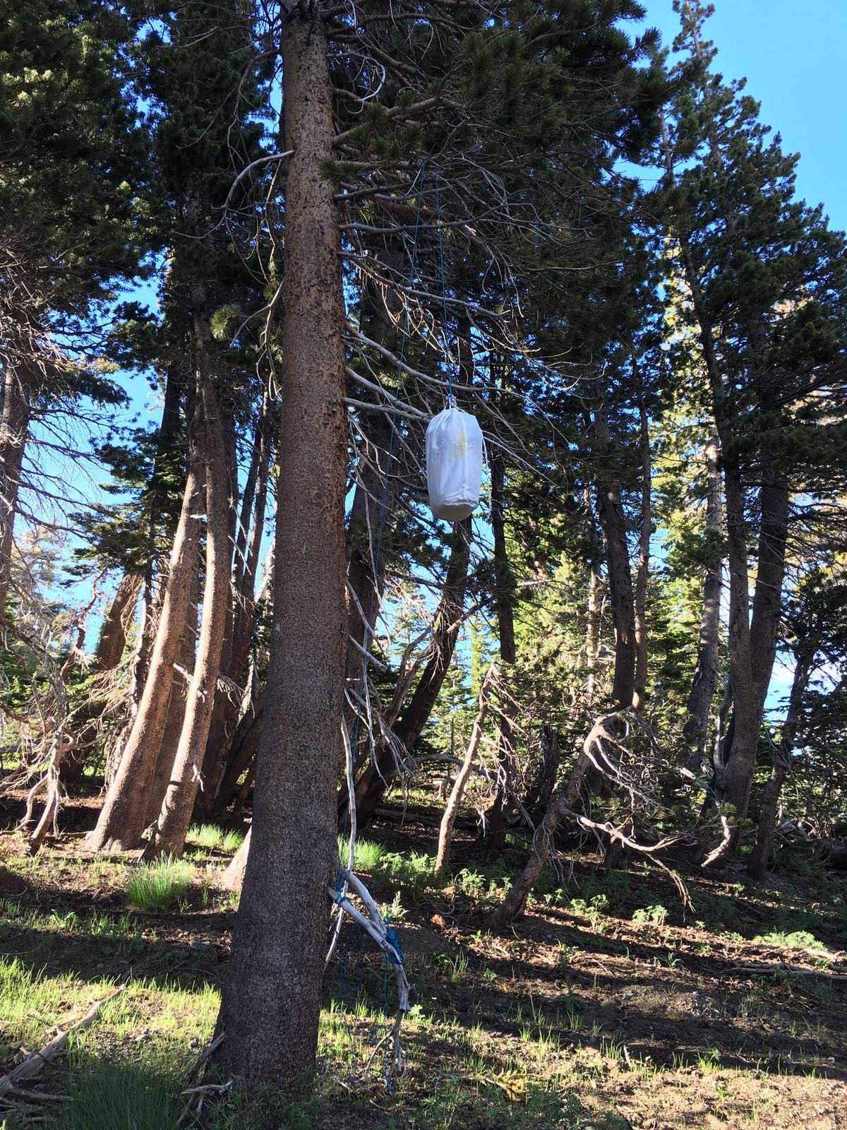 Desolation Wilderness California - The tree should be 50-100 yards from the campsite so if the food does attract a bear, she does not go wandering around the campsite looking for tasty tidbits lower to the the ground, like sunscreen or toothpaste. People online recommended putting any scented toiletries in the bear bag overnight as well. Desolation Wilderness California - The tree should be 50-100 yards from the campsite so if the food does attract a bear, she does not go wandering around the campsite looking for tasty tidbits lower to the the ground, like sunscreen or toothpaste. People online recommended putting any scented toiletries in the bear bag overnight as well.