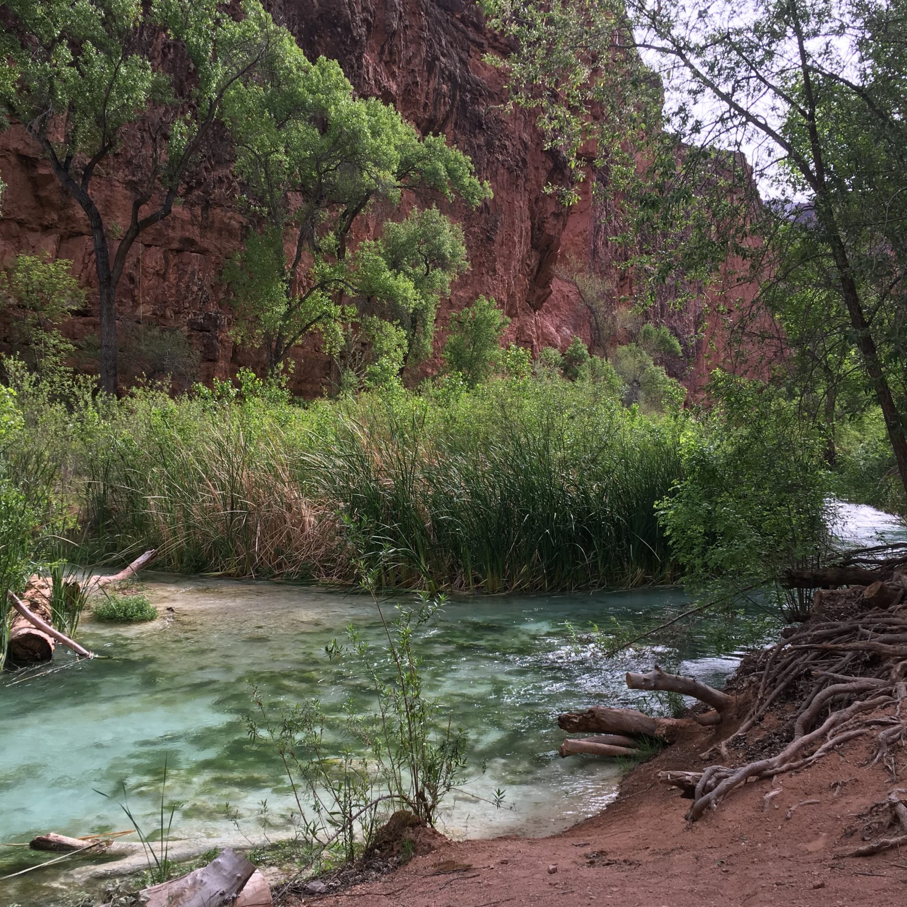 Havasupai - The Havasu Creek water flows from Havasu Falls right behind our campsite. These waters descend 1400 feet, passing over 5 waterfalls, the highest being Mooney Falls with a drop of 200 feet. Havasupai - The Havasu Creek water flows from Havasu Falls right behind our campsite. These waters descend 1400 feet, passing over 5 waterfalls, the highest being Mooney Falls with a drop of 200 feet.