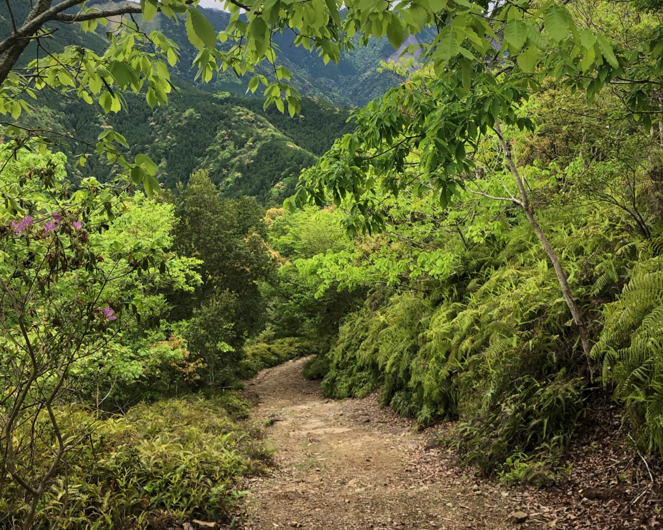 Kawayu Onsen to Koguchi: Kumano Kodo Nakahechi Route